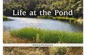 Life at the Pond