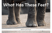 What Has These Feet?