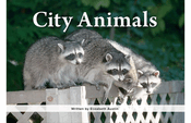 City Animals