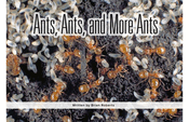 Ants, Ants, and More Ants